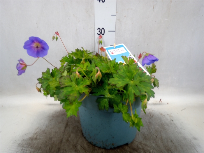 <h4>Geranium  'Bloom Me Away'</h4>