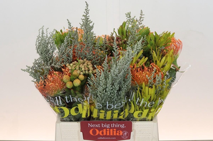 <h4>BQ Nutans Cordifolium SFB</h4>