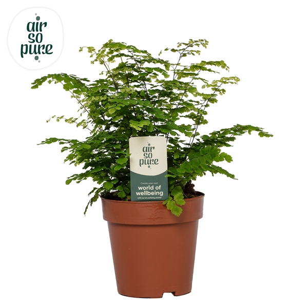 <h4>Adiantum Fritz-Luthi</h4>