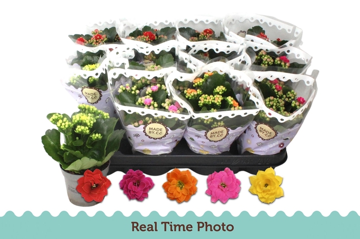 <h4>KAL GE GEM 5 KL</h4>