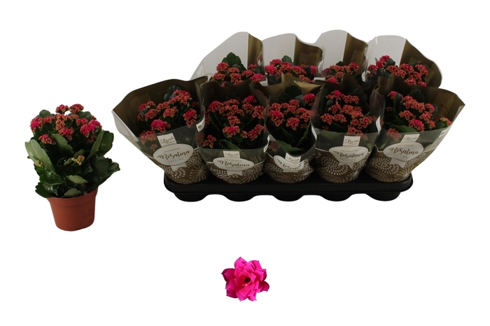 <h4>KAL GE DON VICTORIO</h4>