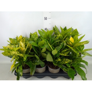 Aucuba japonica 'Variegata'