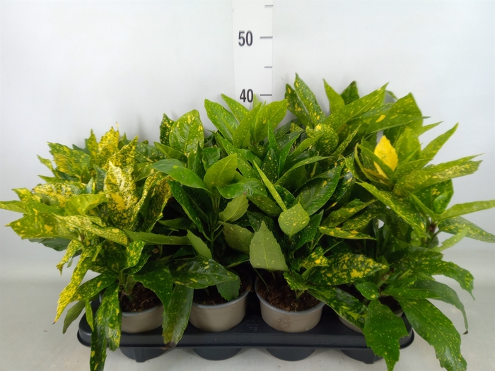 <h4>Aucuba japonica 'Variegata'</h4>