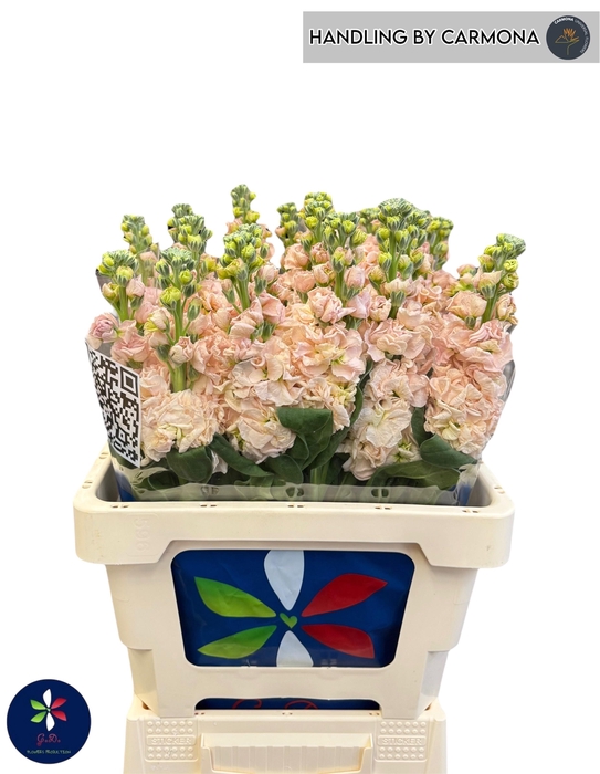 <h4>MATTH IRON APRICOT</h4>