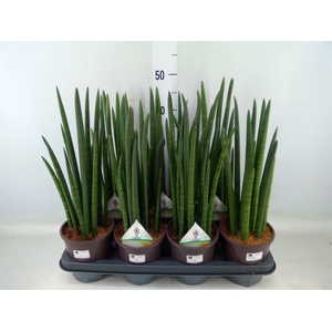 Sansevieria cyl.  ...