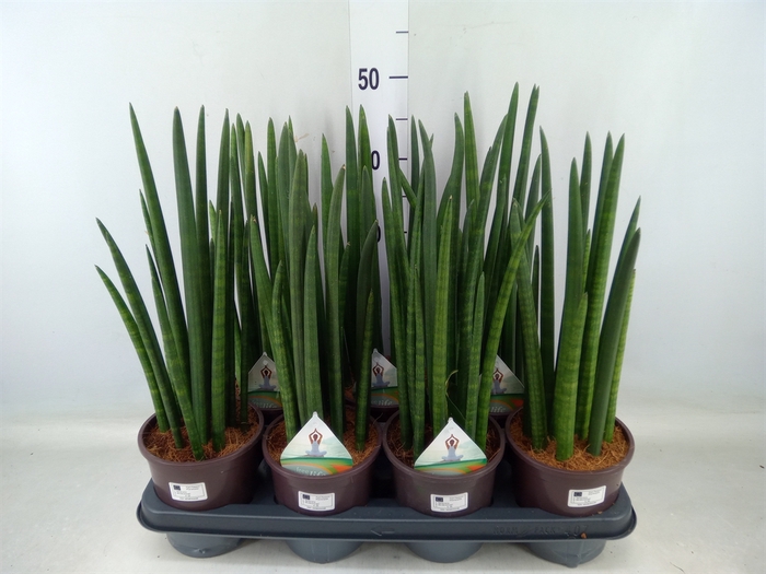 <h4>Sansevieria cyl.  ...</h4>