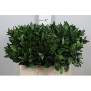 Ruscus Hypophyllum