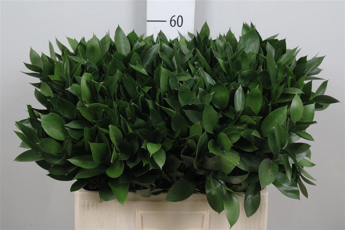 <h4>Ruscus Hypophyllum</h4>