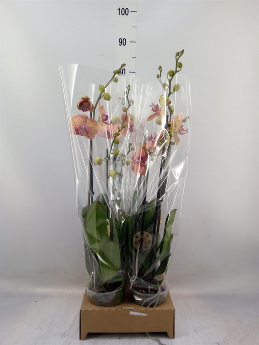 <h4>Phalaenopsis   ...orange</h4>