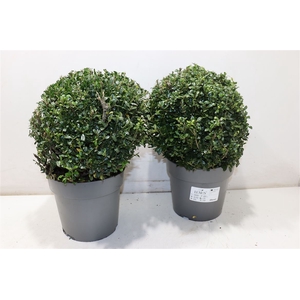 Ilex Cr Luxus Globe