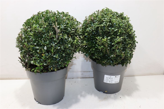 <h4>Ilex Cr Luxus Globe</h4>