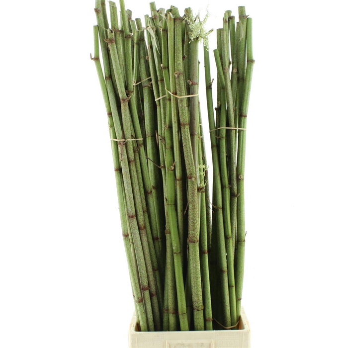 <h4>PERSICARIA 120 CM</h4>