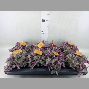 Tradescantia cerinth. 'Sweetness'