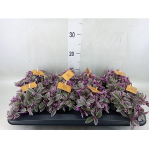 Tradescantia cerinth. 'Sweetness'