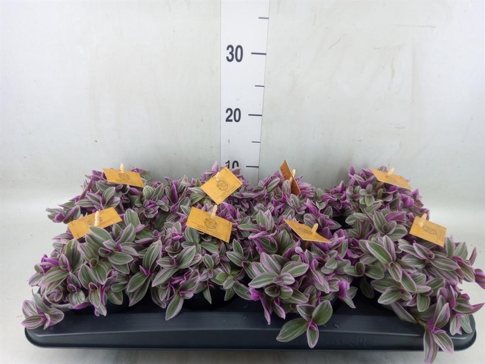 <h4>Tradescantia cerinth. 'Sweetness'</h4>