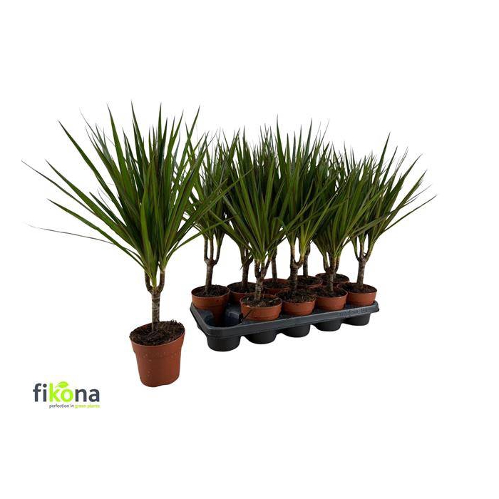 <h4>Dracaena Marginata 12Ø 48cm 1pp</h4>