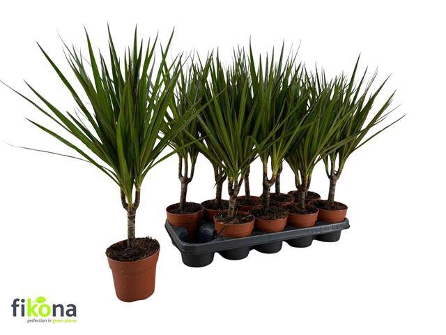 <h4>DRA MARGINATA</h4>