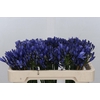 Agapanthus Uri