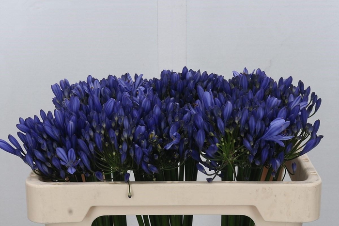 Agapanthus Uri