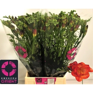 Freesia du Mandarine