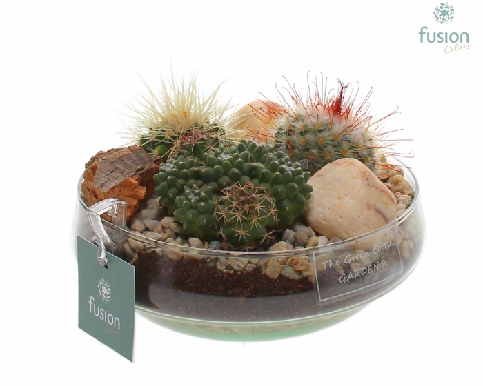 <h4>Green Bottle Iris Small met Cactussen</h4>