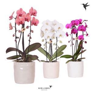 Kolibri Orchids Phalaenopsis Cascade Niagara Fall mix 2 spike in Stones pot mix