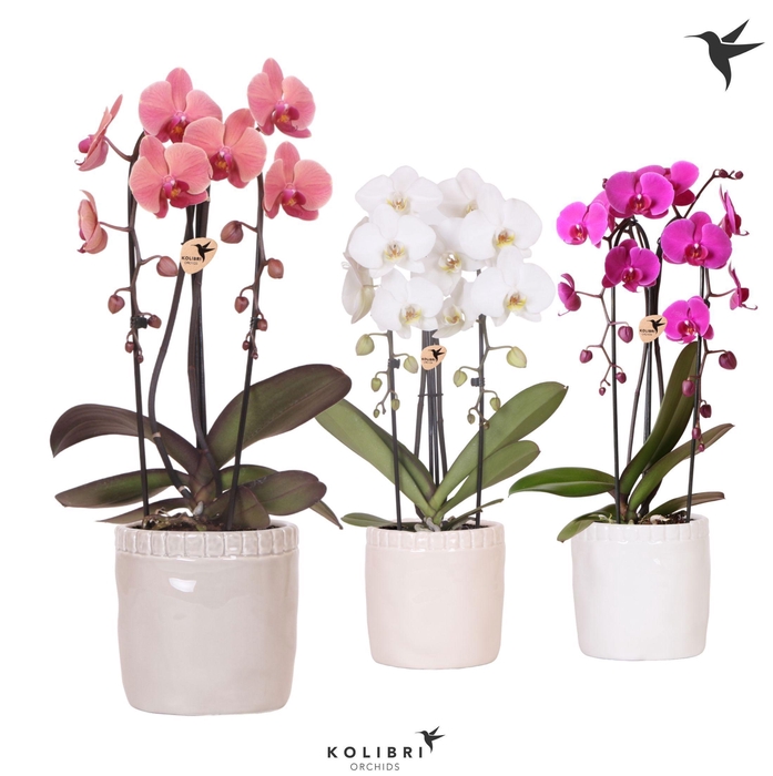 <h4>Kolibri Orchids Phalaenopsis Cascade Niagara Fall mix 2 spike in Stones pot mix</h4>