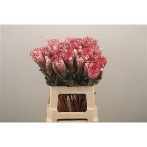 Protea Mundi Pink