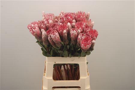 <h4>Protea Mundi Pink</h4>