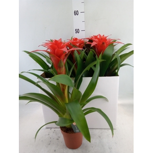 Guzmania  'Calypso'