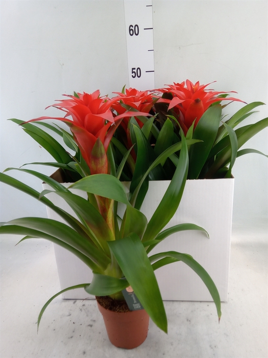 <h4>Guzmania  'Calypso'</h4>