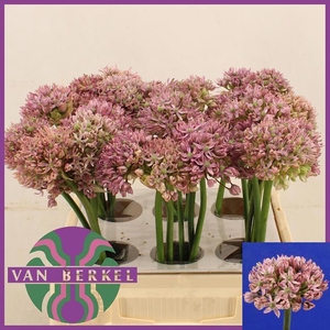 ALLIUM PINK JEWEL