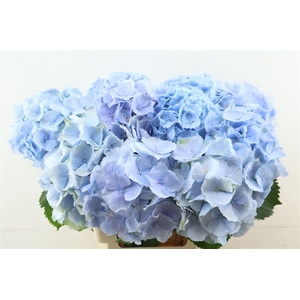 Hydr M Verena Blue 65-20