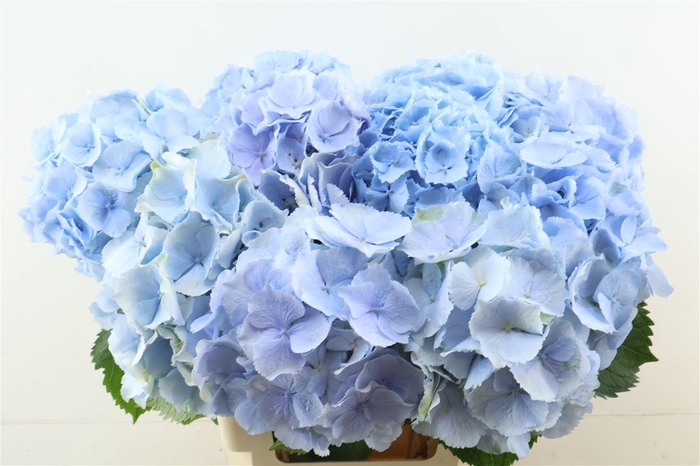 <h4>Hydr M Verena Blue 65-20</h4>