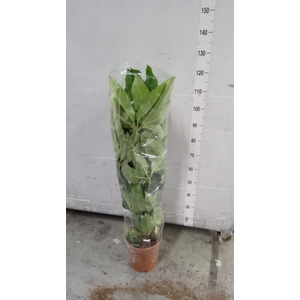 Schefflera actin. 'Amate'