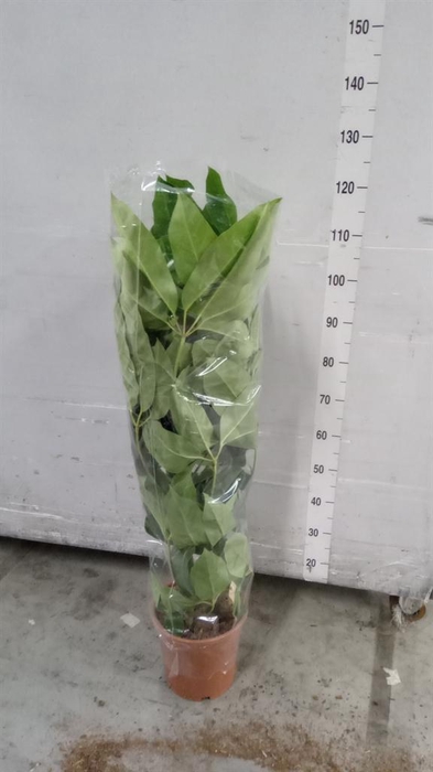 <h4>Schefflera actin. 'Amate'</h4>