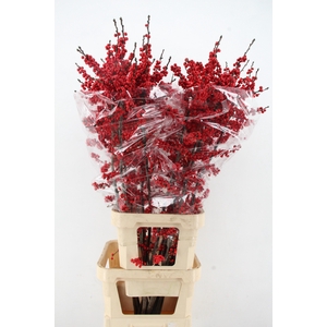 ILEX VE RODE BES 140CM XXL