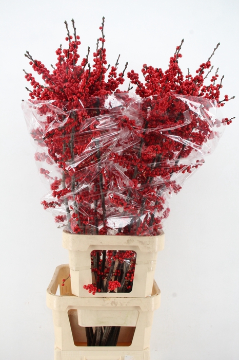 <h4>ILEX VE RODE BES 140CM XXL</h4>