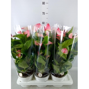 Anthurium andr. 'Mystique'