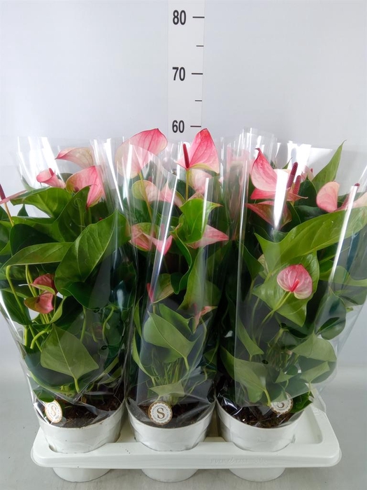 <h4>Anthurium andr. 'Mystique'</h4>