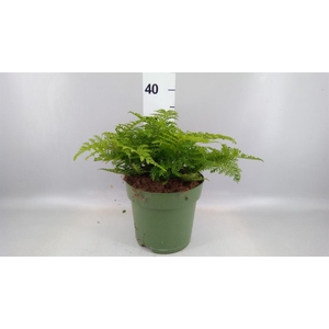 Asplenium 'Parvati'