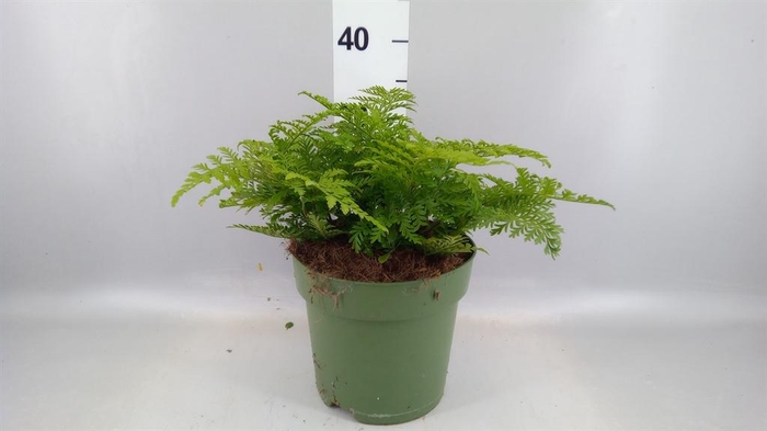 <h4>Asplenium  'Parvati'</h4>