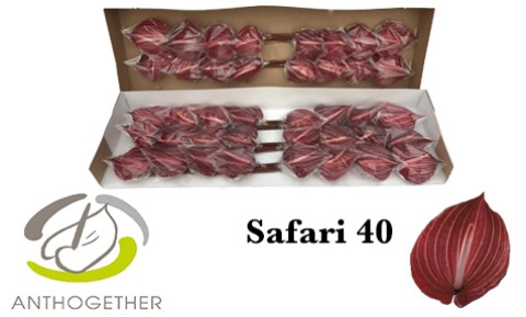 <h4>Anthurium Safari</h4>