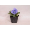 Viola wittrockiana F1 True blue