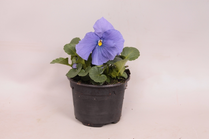 Viola wittrockiana sixpack F1 Light blue