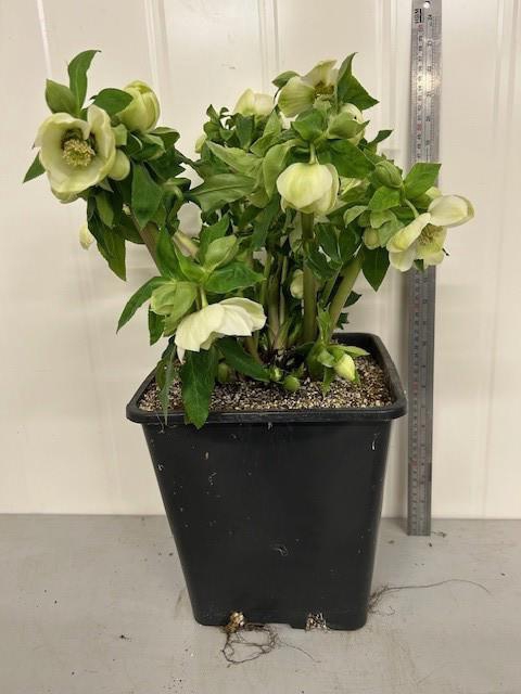 <h4>HELL ORIENTALIS</h4>