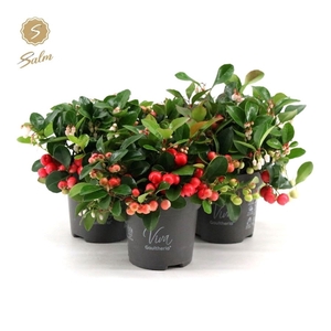 Viva Gaultheria pr. 'Big Berry'® P10