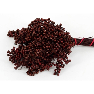 Schinus M Pt Maroon Bunch