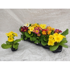 PRIM ACAULIS GEMENGD