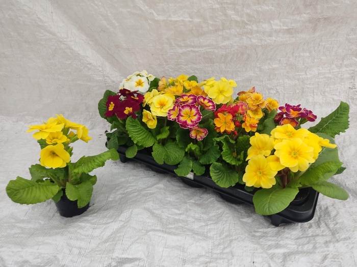 <h4>PRIM ACAULIS GEMENGD</h4>